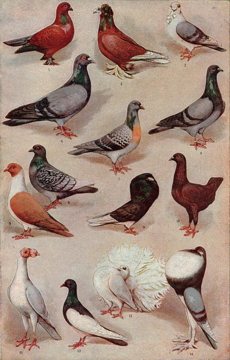 Feral Pigeon