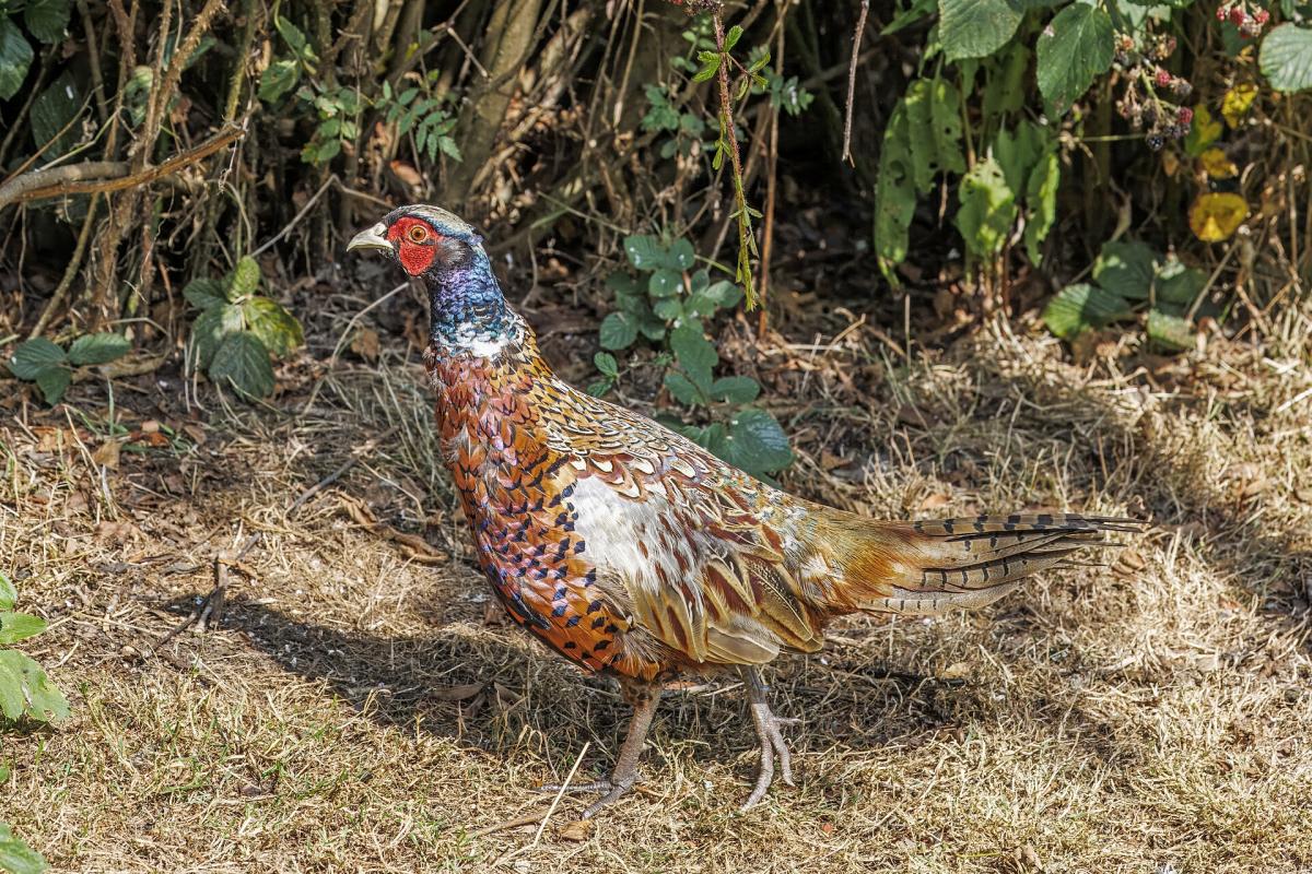 Common Pheasant