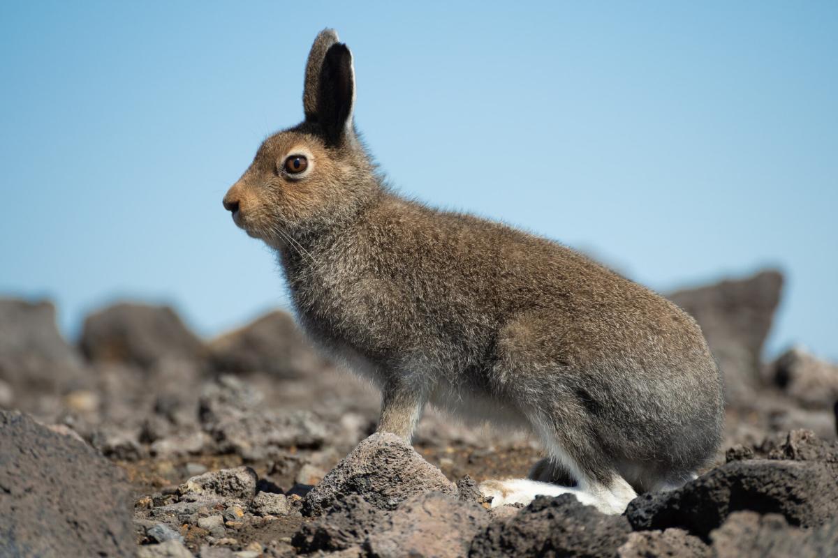 Mountain Hare