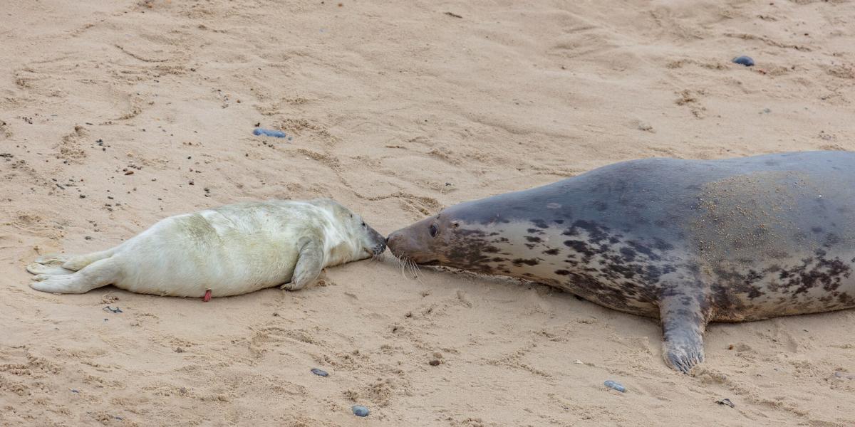 Grey Seal
