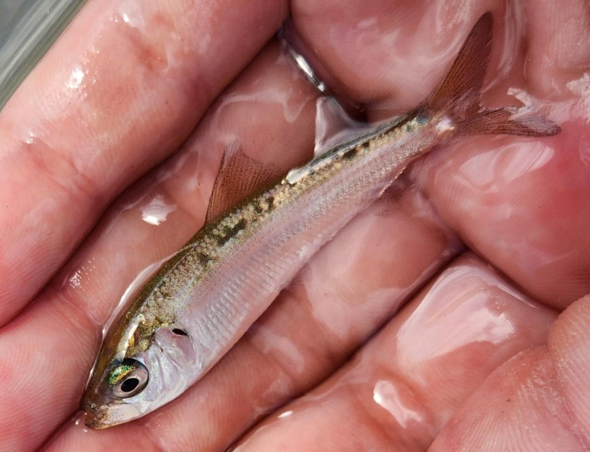 Atlantic Herring