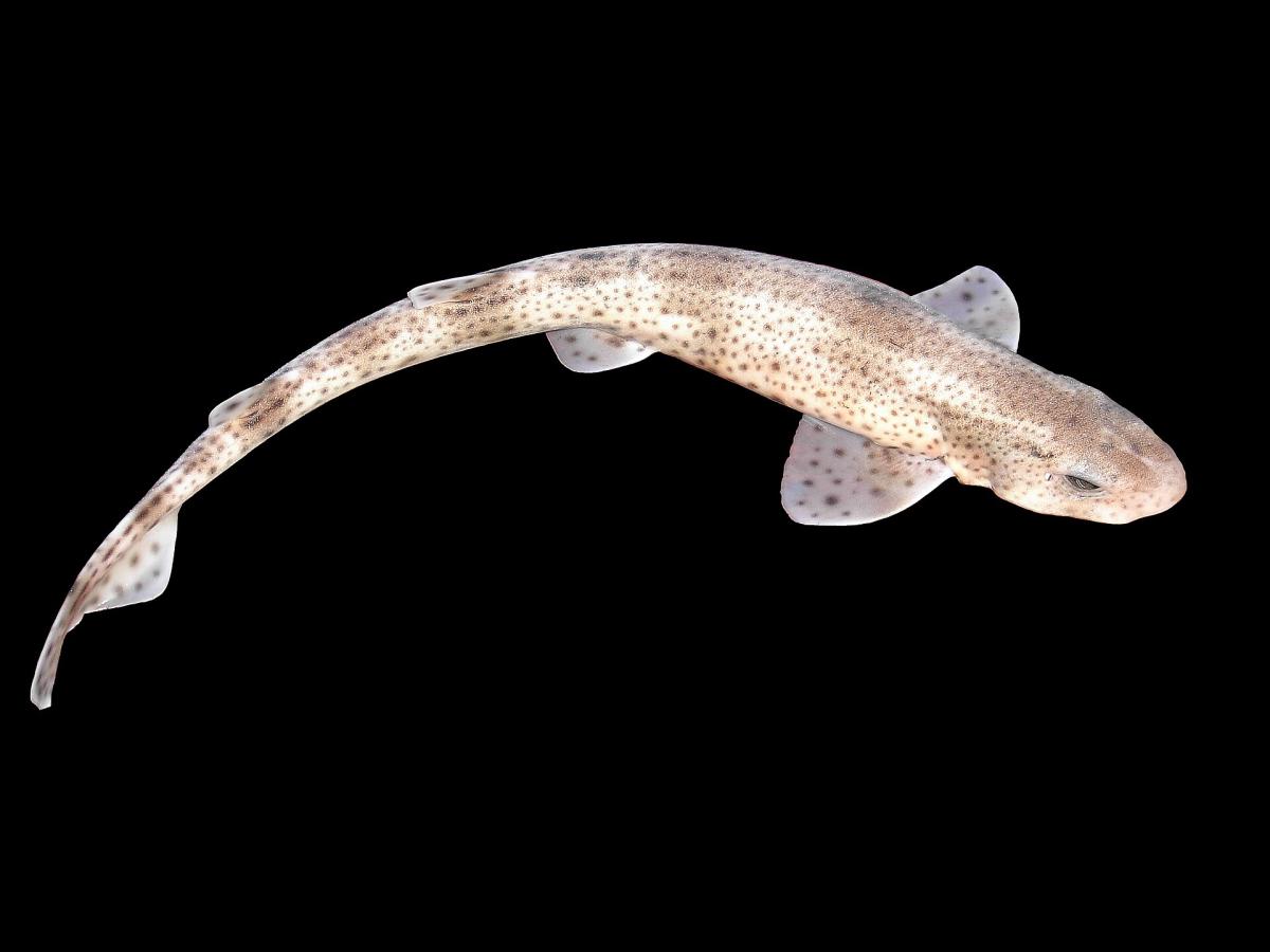 Lesser-spotted Catshark