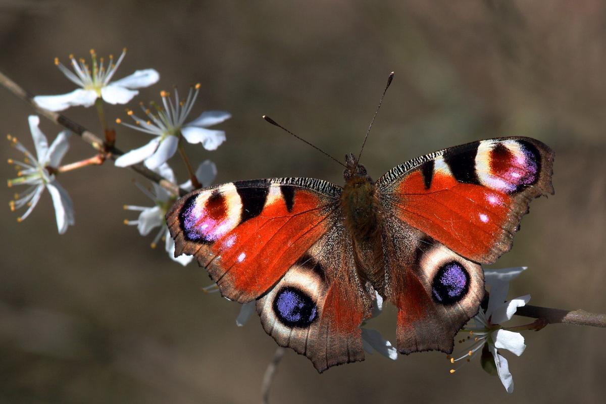 Peacock