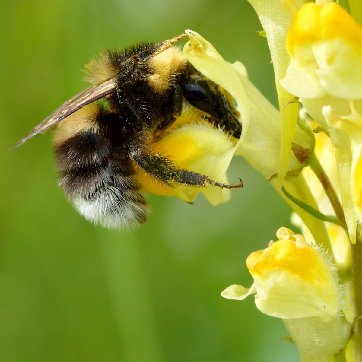 Garden Bumblebee
