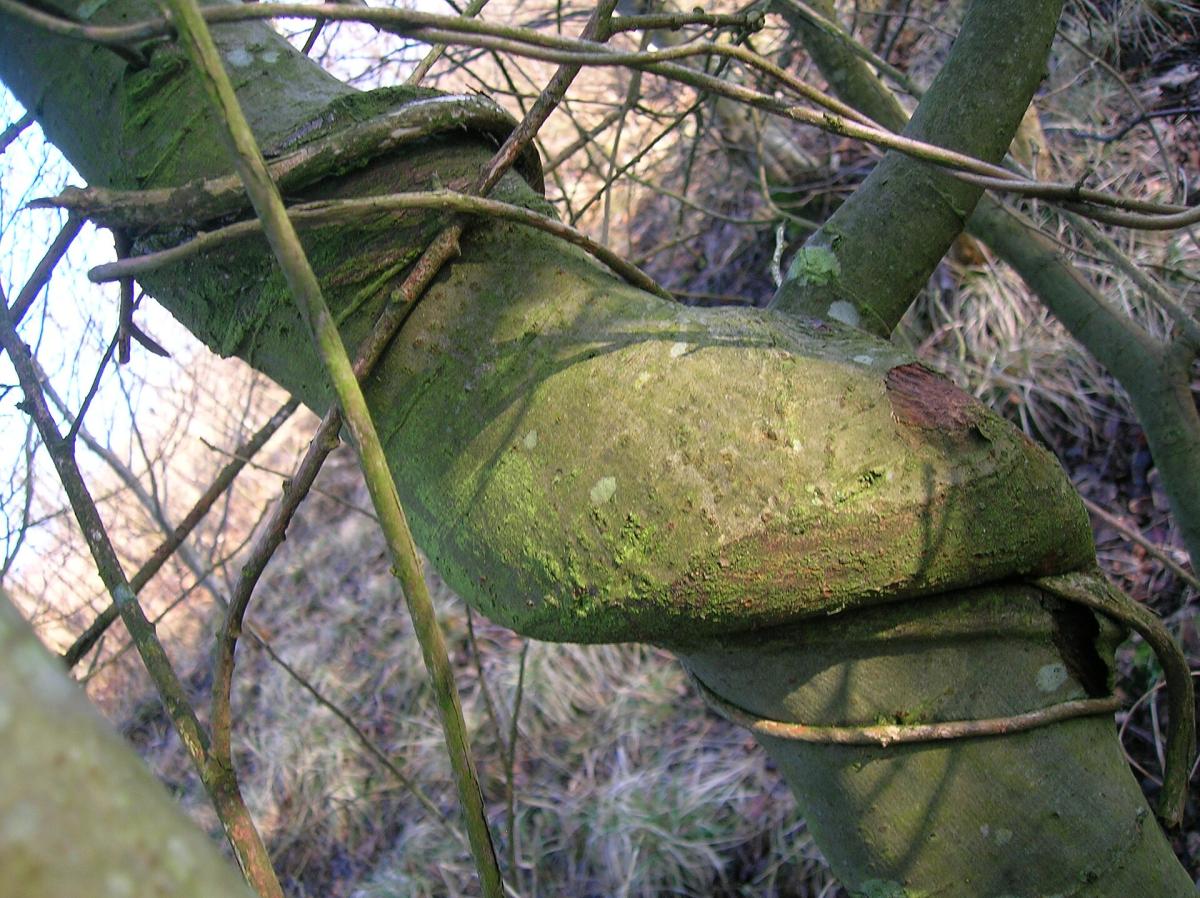 Honeysuckle