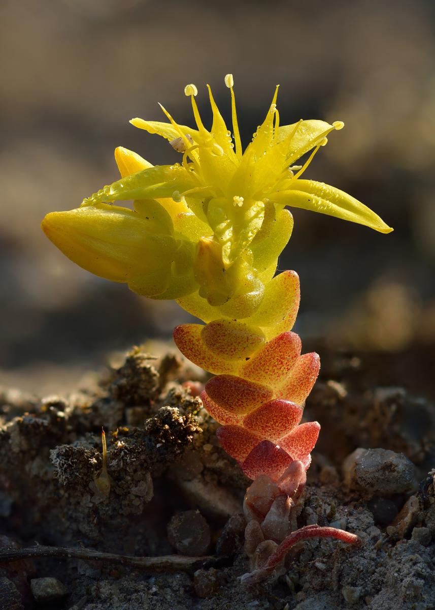 Biting Stonecrop